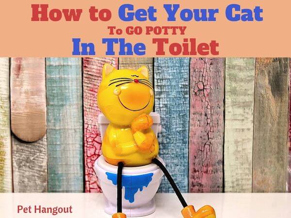 How to get your cat to go potty in the toilet.